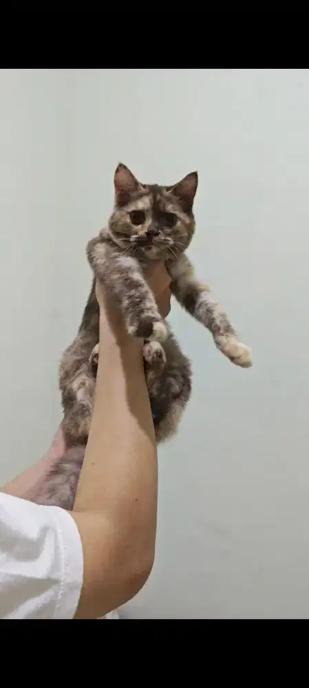 Kucing British Shorthair x Persia Cinnamon Tortie
