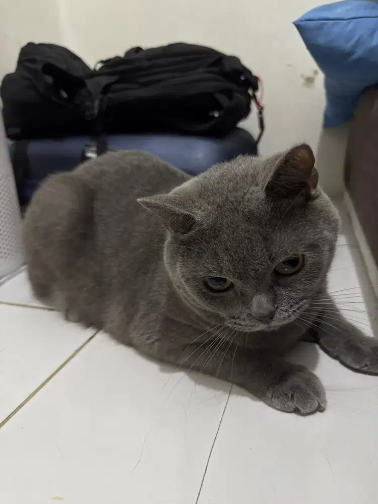 Bsh jantan 2 tahun jago kawin non ped