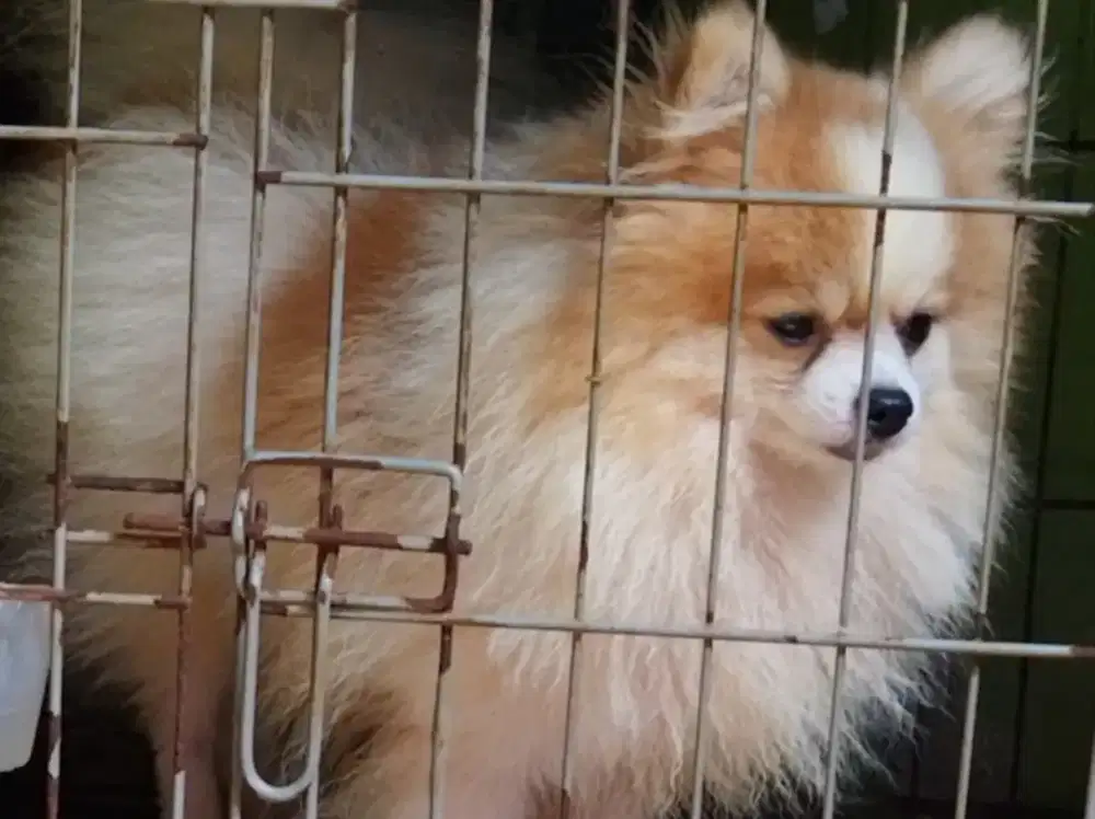 Mini pom Jtn stb vaksin