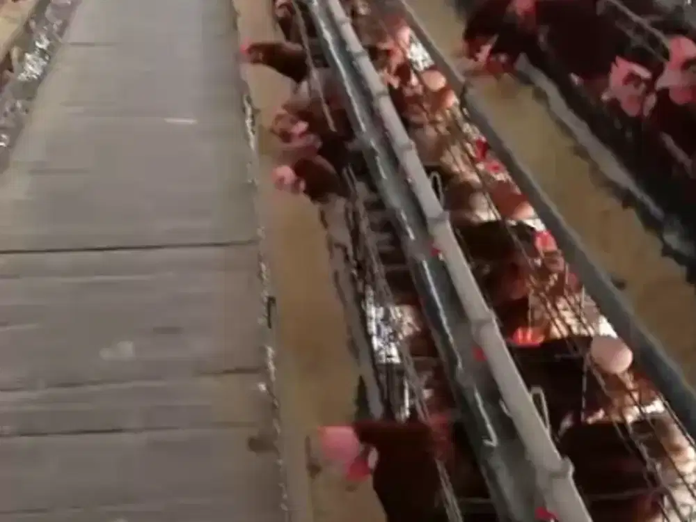 Dijual Cepat Lahan Peternakan di Rancakalong By Rumah Chinida (Dw)