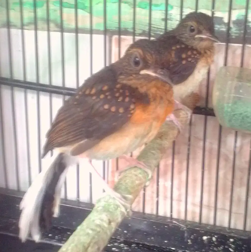 Murai batu trotol trah prestasi