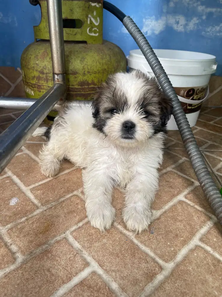 Shihtzu sitsu sitzu medan