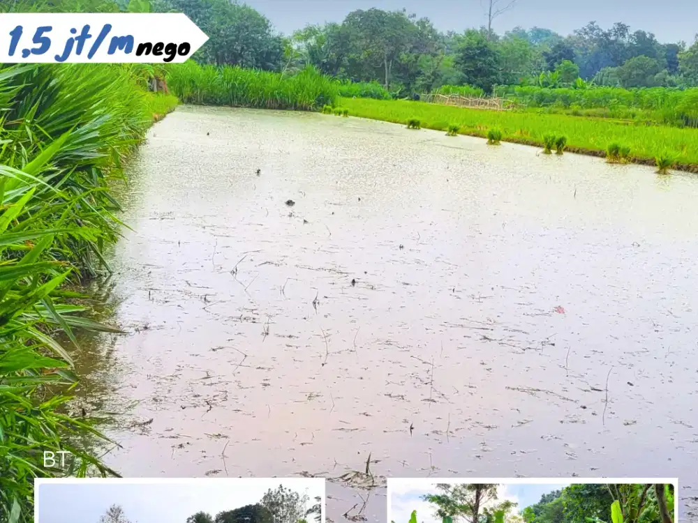 Dijual Sawah Jombang Berbah Jogjakarta