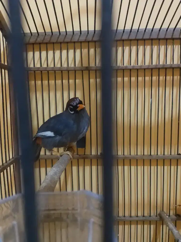 Poksay mandarin (Burja)