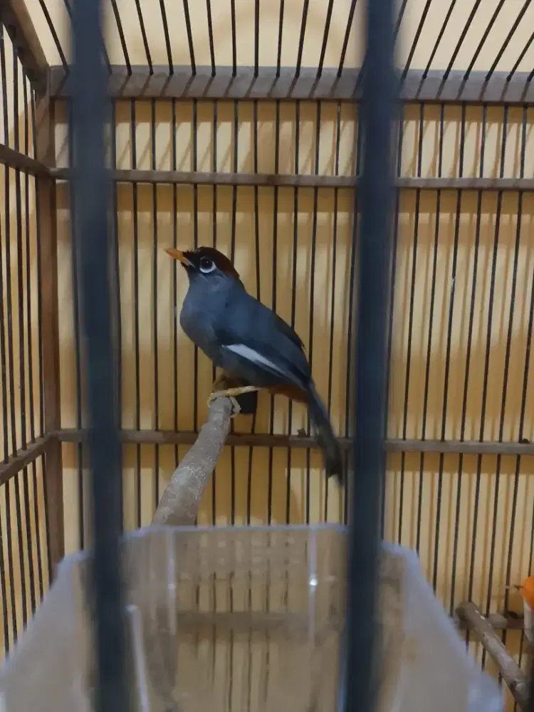 poksay Mandarin (Burja)