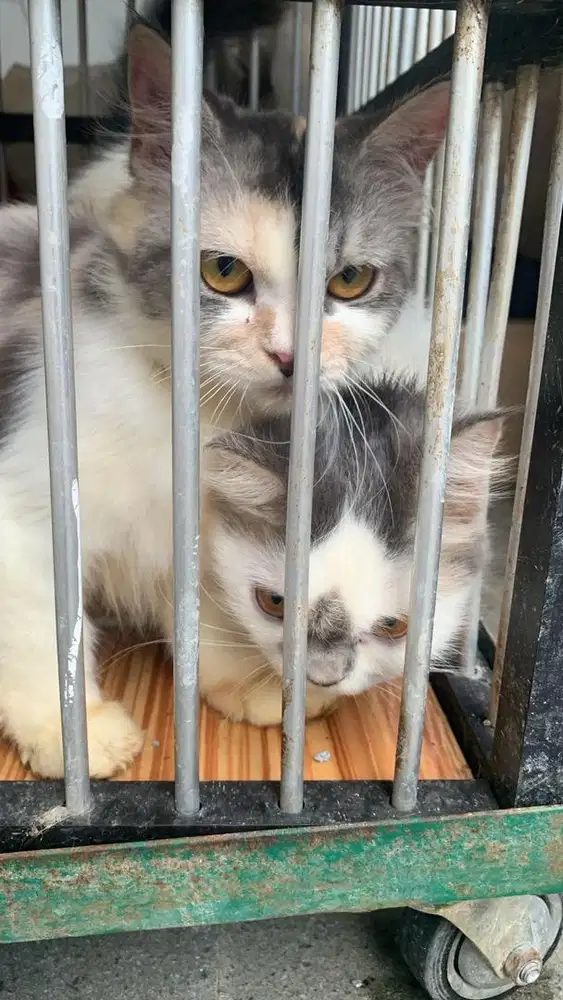 Open adopt kucing campuran persia dan anggora