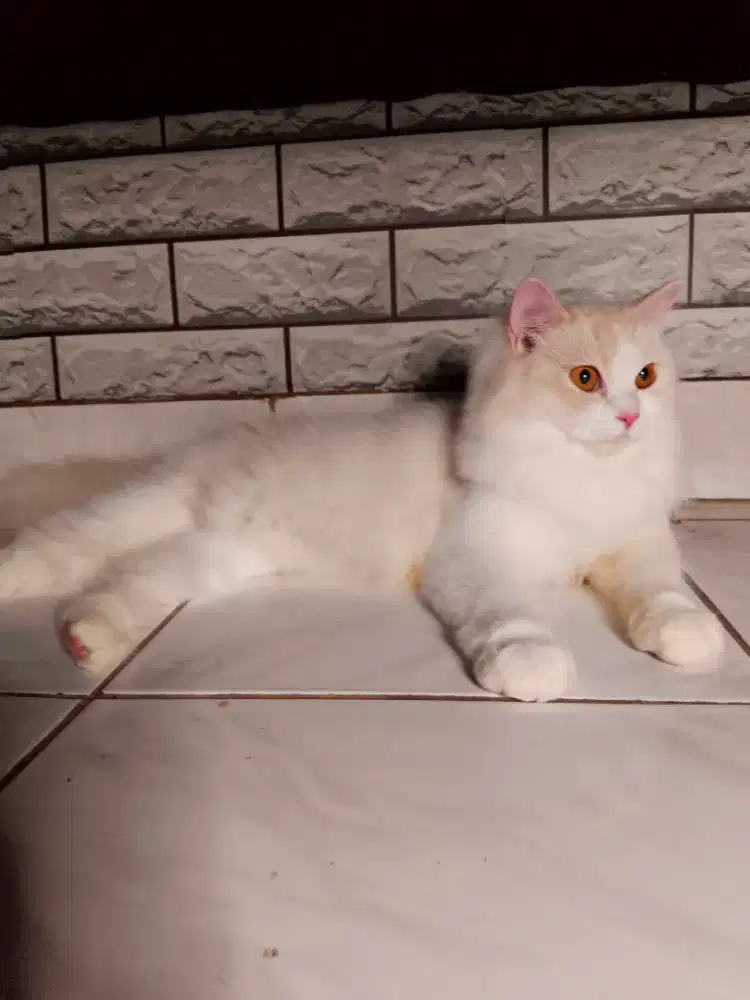 kucing persia betina