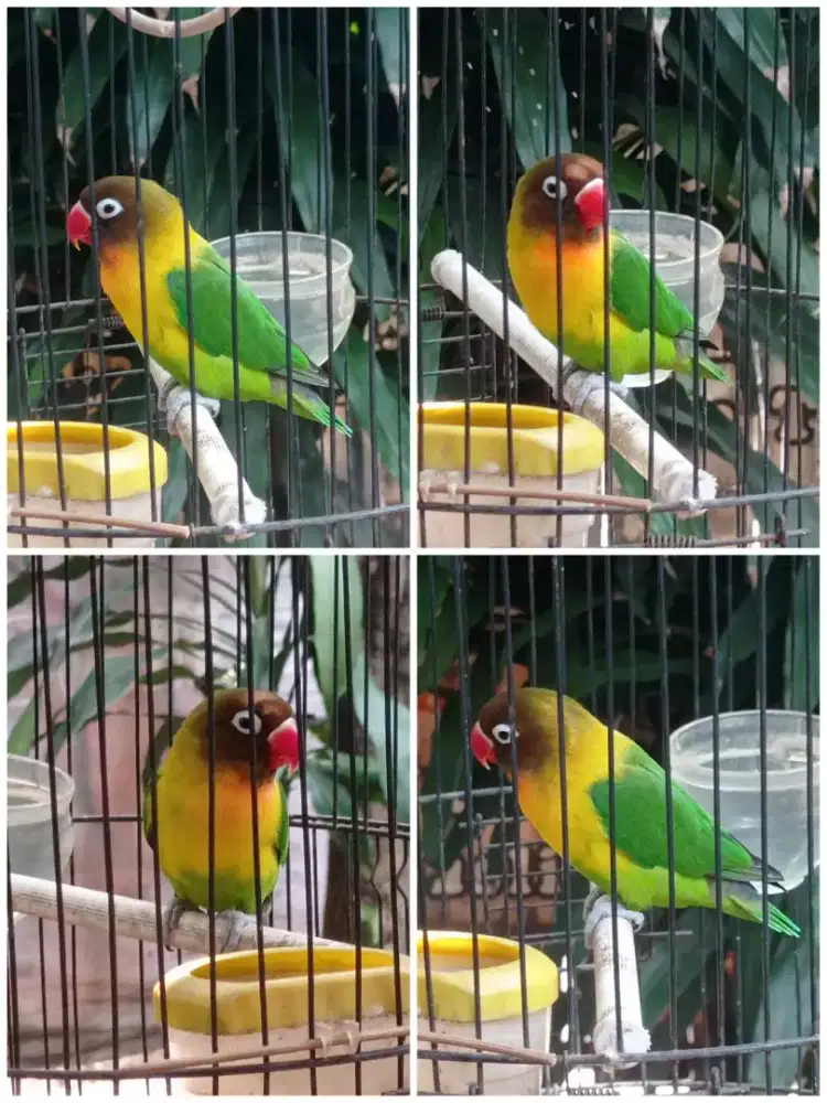 Burung Lovebird ( Sehat / Lincah / Terawat / Bunyi )