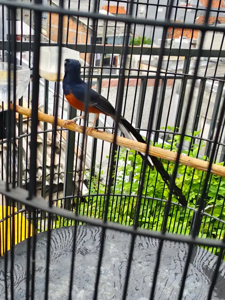 Murai batu ekor klewer gacor dor