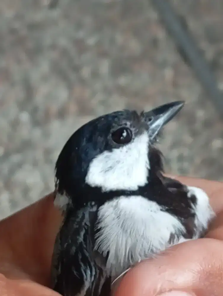 Dijual burung glatik batu