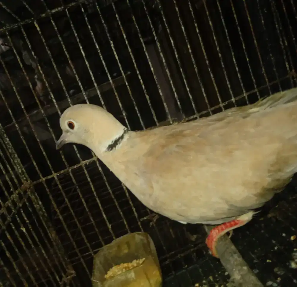 PUTER PELUNG JANTAN RAJIN BUNYI