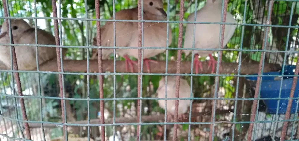 BURUNG PUTER SATU KELUARGA ADA 7 EKOR SIAP TERNAK
