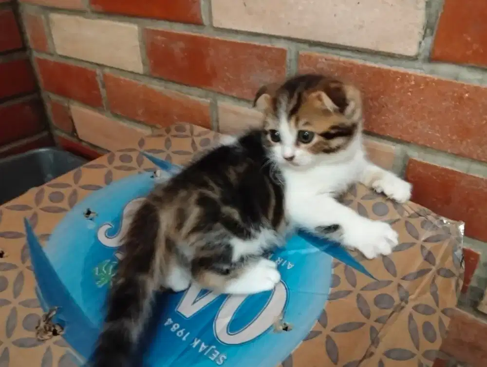 Kucing Kitten scottish fold jantan