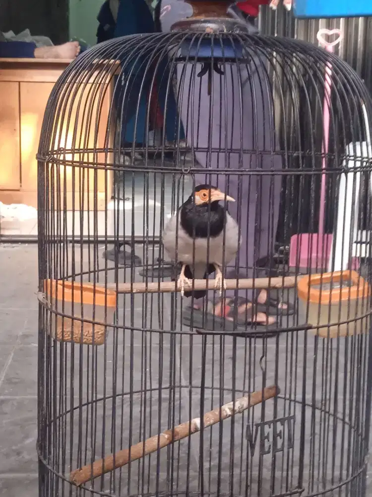 Dijual jalak suren gacor Garuda mulus no minus