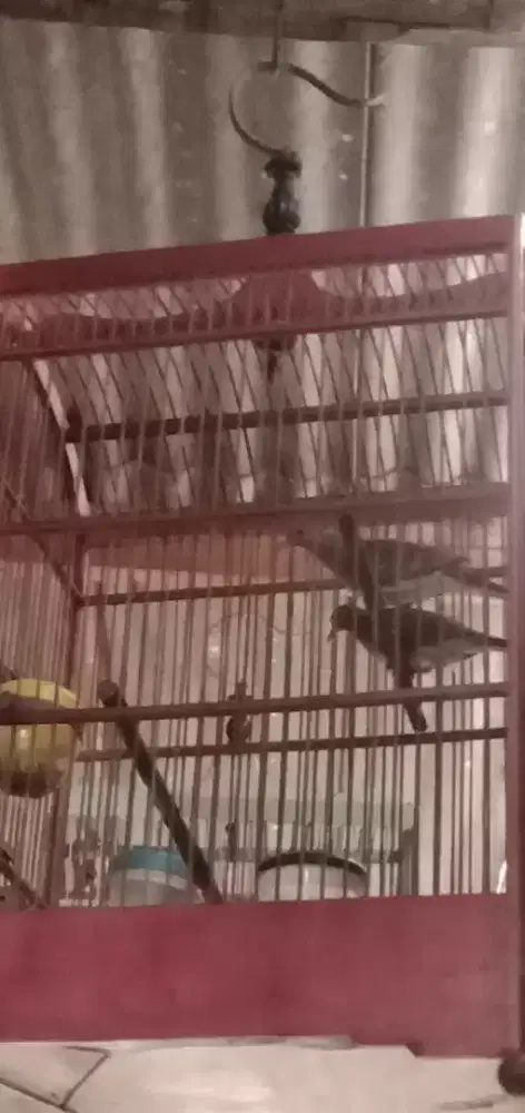 BURUNG PERKUTUT 3 EKOR UMUR 1 THN LEBIH & KANDANG NYA