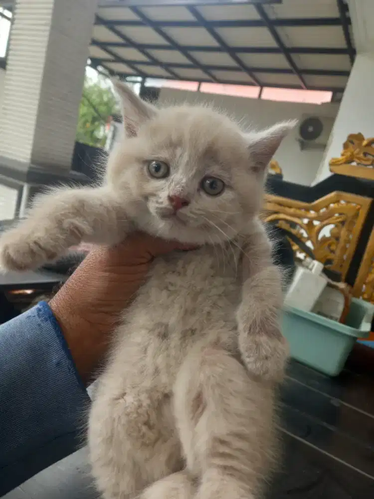 Kucing british shorthair gemoy