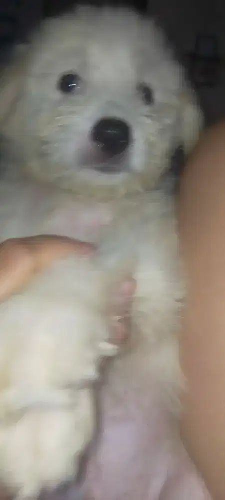 Anak anjing wicklow terrier jantan