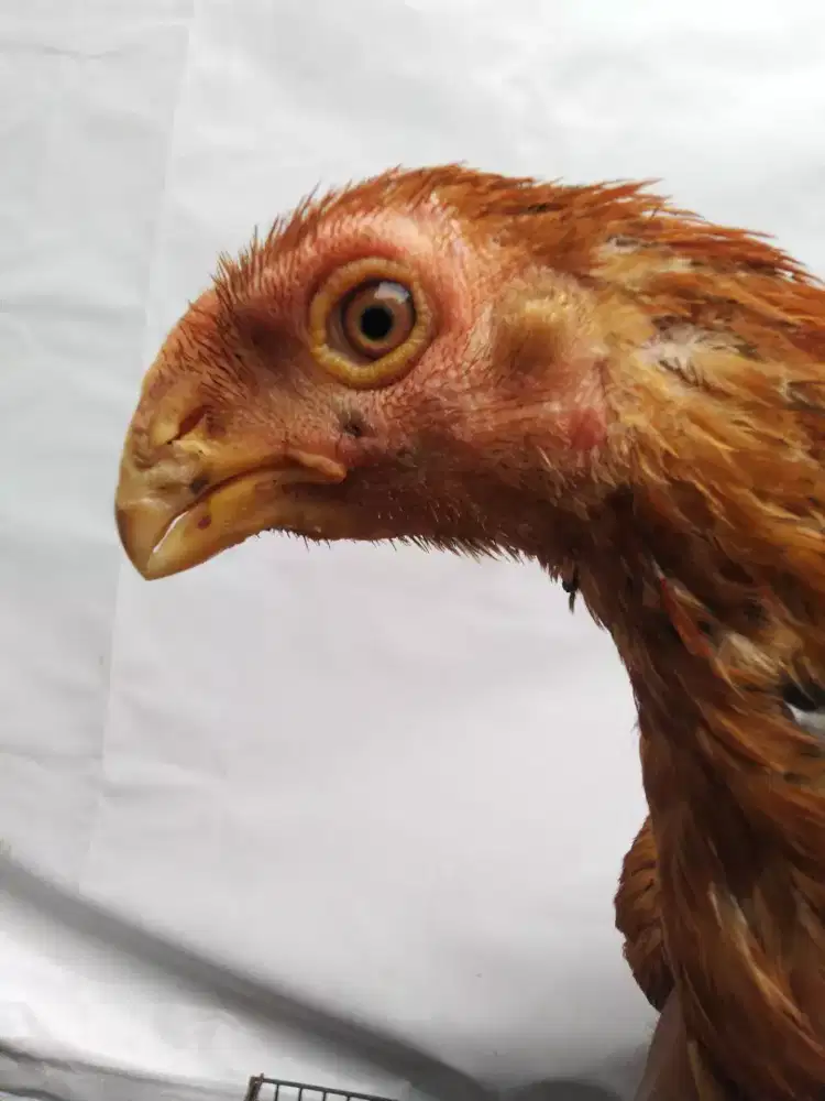 Aseel parrot Sepasang