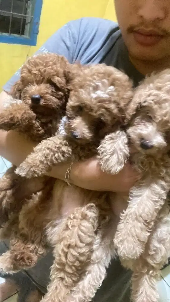 baby toy poodle DOB : 9/12/2025