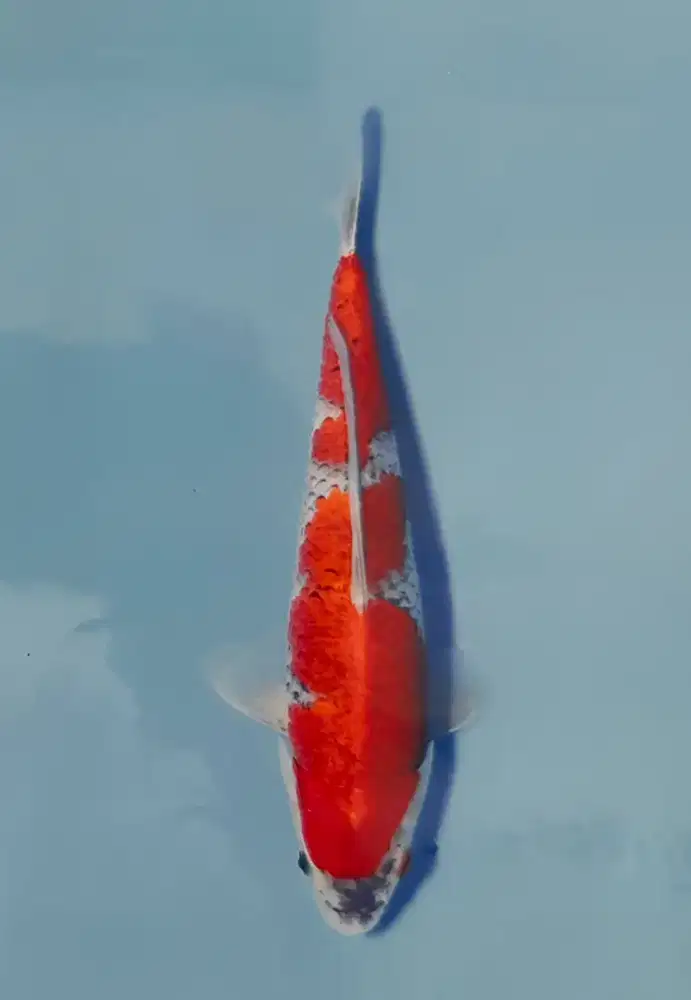 Koi Kuro Goshiki Import Kanno Farm