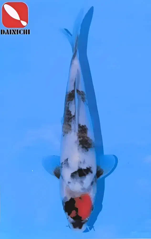 Koi Tancho Showa Import Dainichi Farm