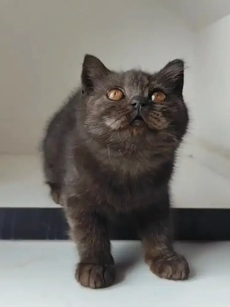 Boneka BSH dark chocolate