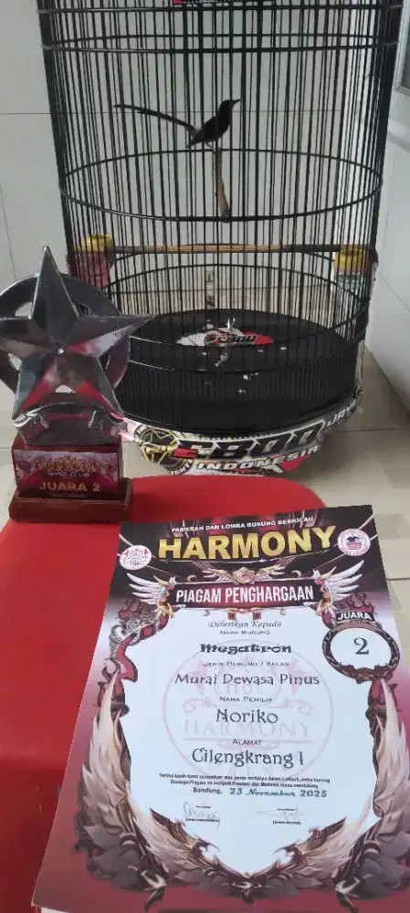 Jual Burung Murai Batu