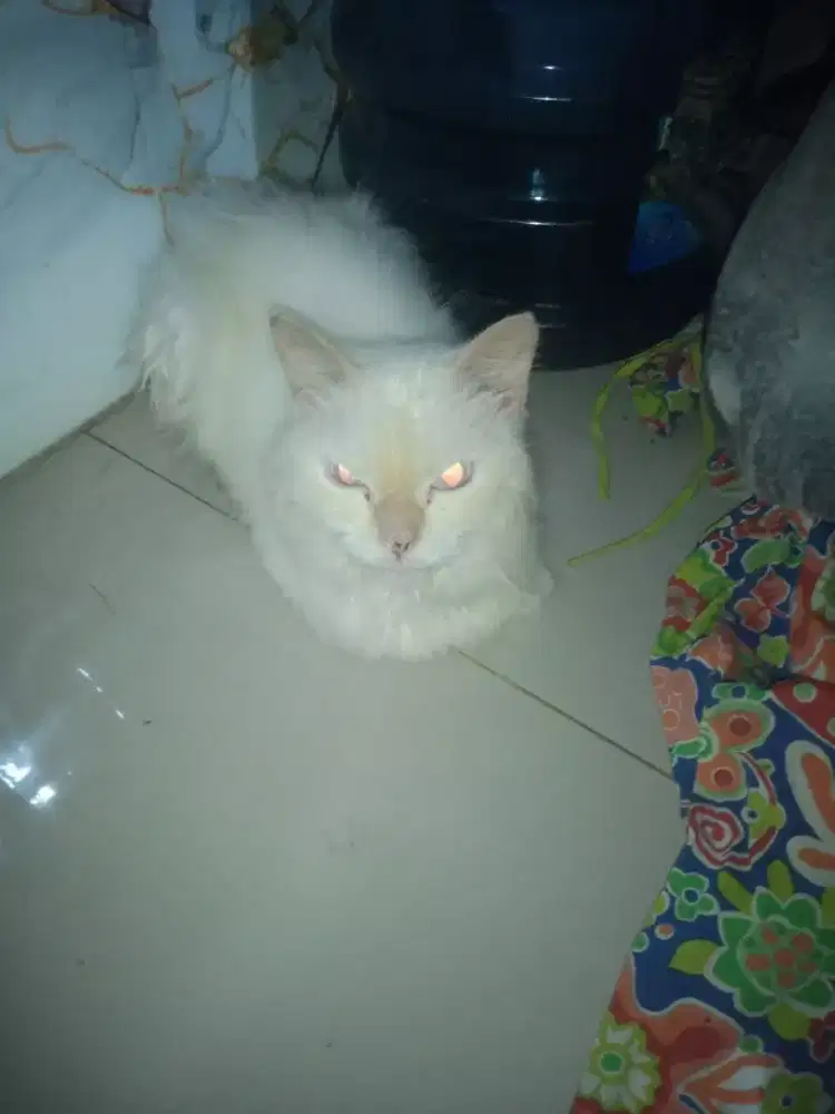 Di jual kucing Persia Himalaya