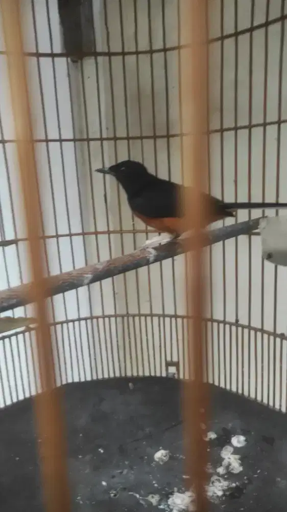 MH gacor 24jam full set j rugi