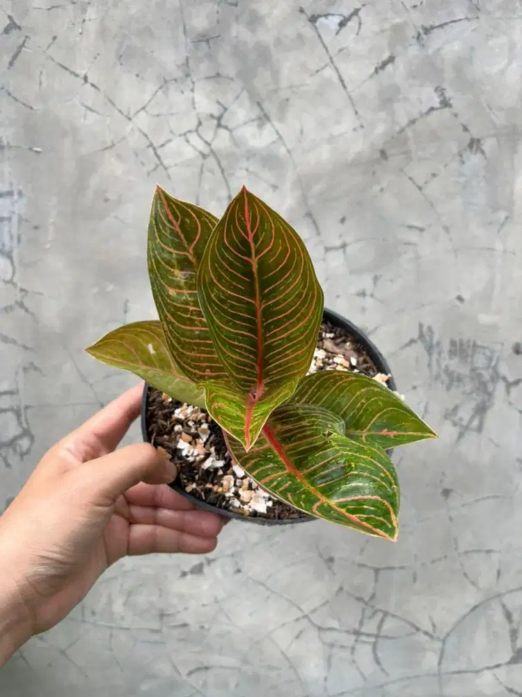 Aglonema Krisna Menor