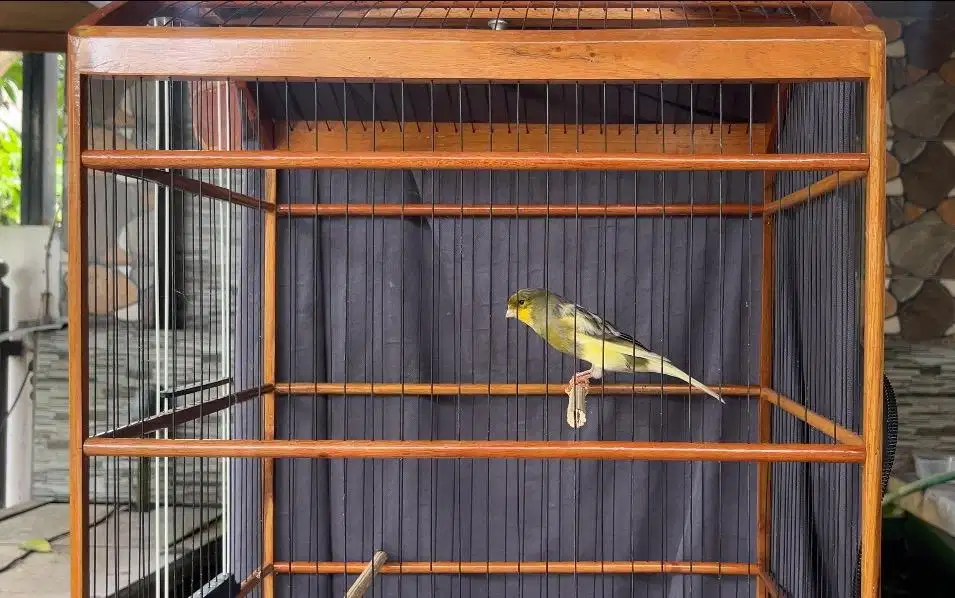 Kenari rasmi x lokal (pejantan)