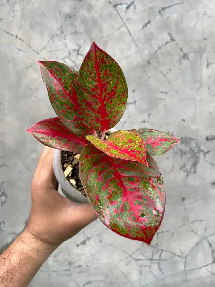 Aglonema Red Stardus menor