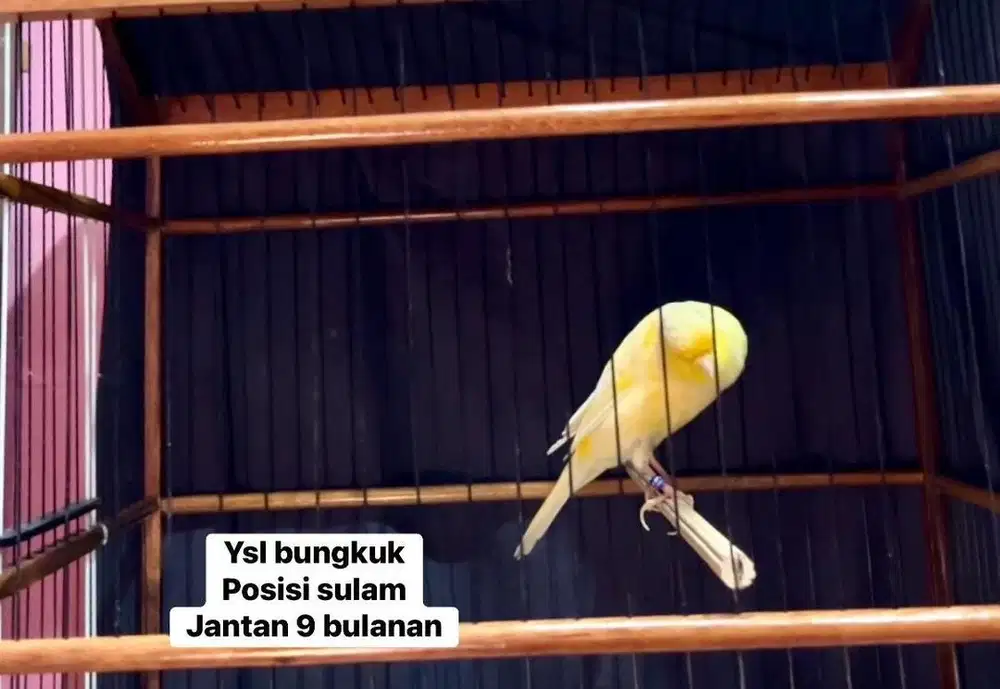 Kenari yorkshire jantan bisa paylater