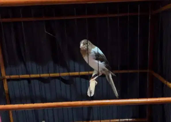 Kenari F1 Rasmi x Af