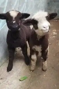 sepasang anakan domba merino motif belang hitam putih 4 bulanan manteb