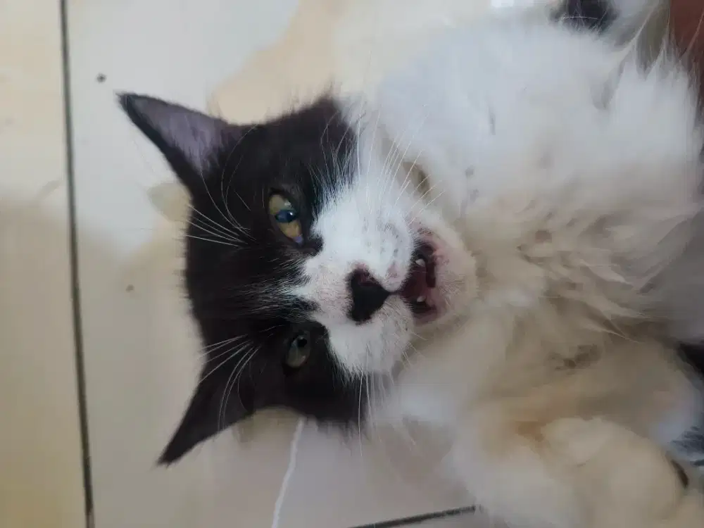 Open adopt persia medium umur 5 bulan