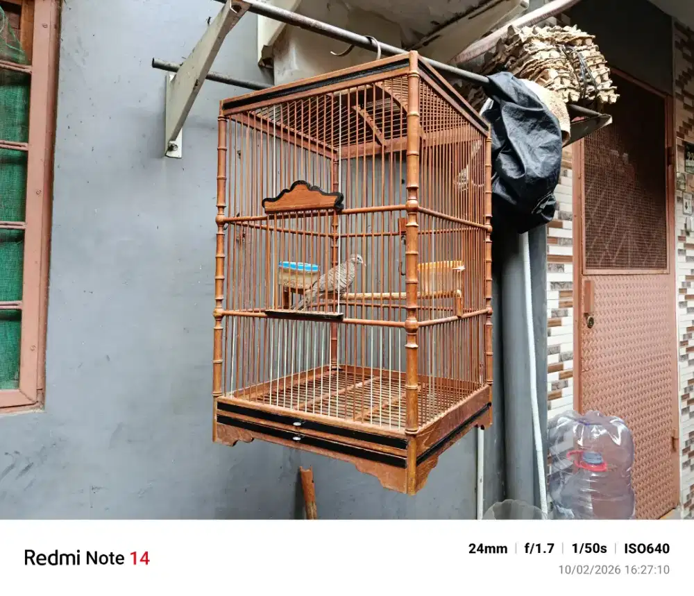 Perkutut lokal Fullset