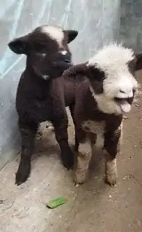 sepasang anakan cempe domba merino belang hitam putih 4 bulanan exotik