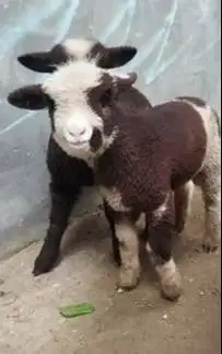 sepasang anakan domba merino motif langka hitam putih 4 bulanan exotik