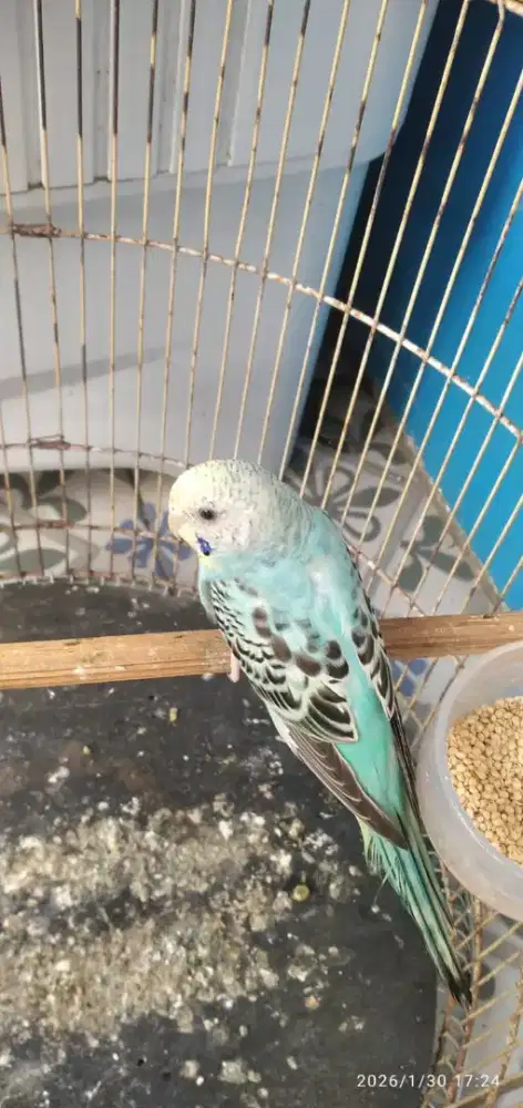 Parkit blue ice murah aja fullset