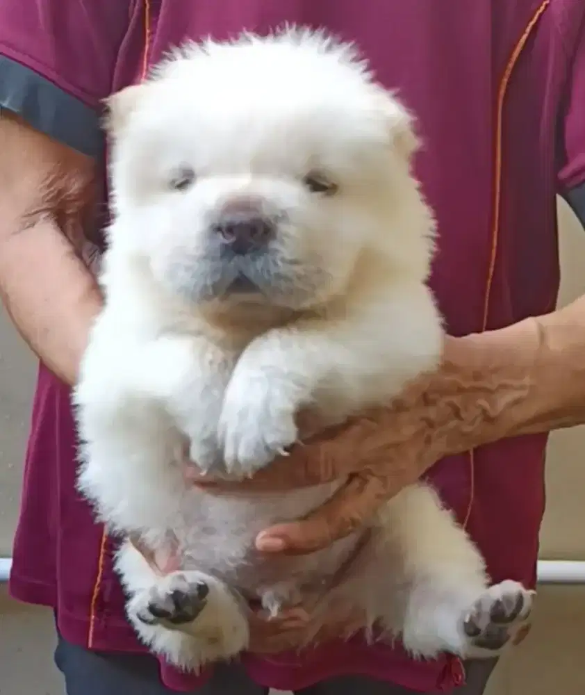 Puppy chow chow male/jantan