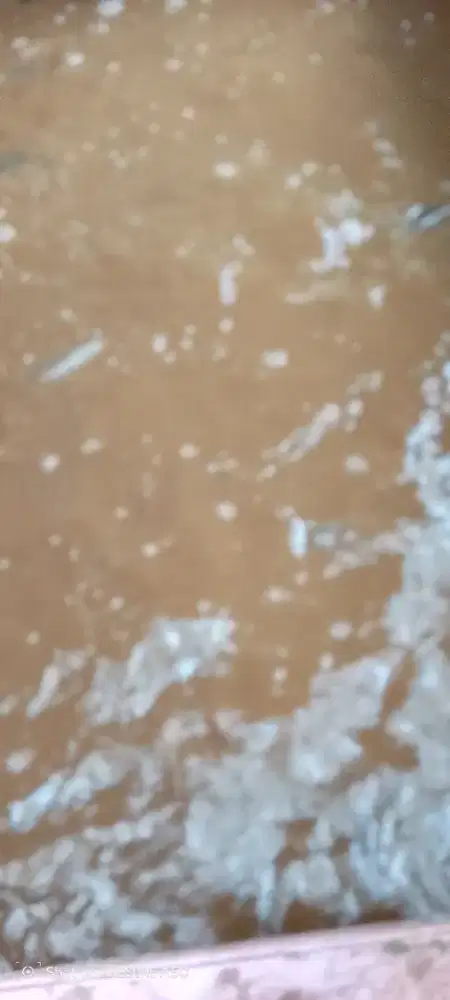 Jual ikan lele hidup