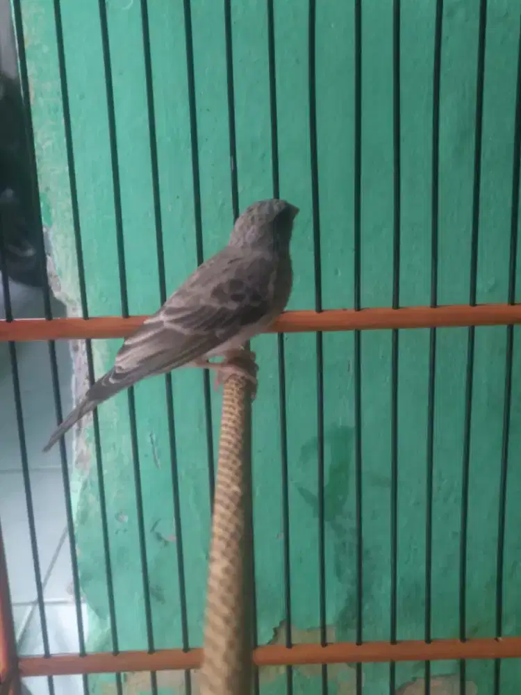 Sanger temen ngopi diruang tamu