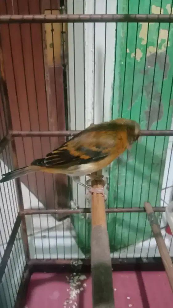 Siskin x kenari