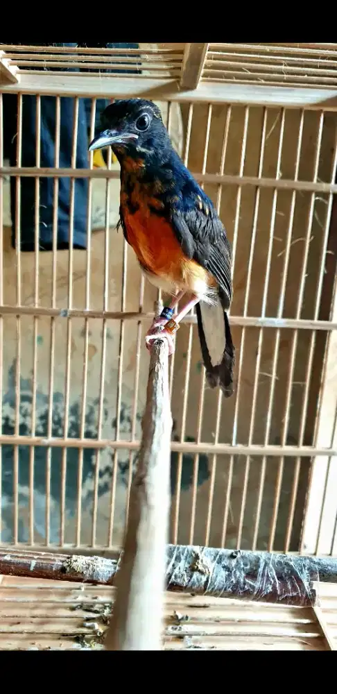 Ternakan sendiri, trahan bahorok