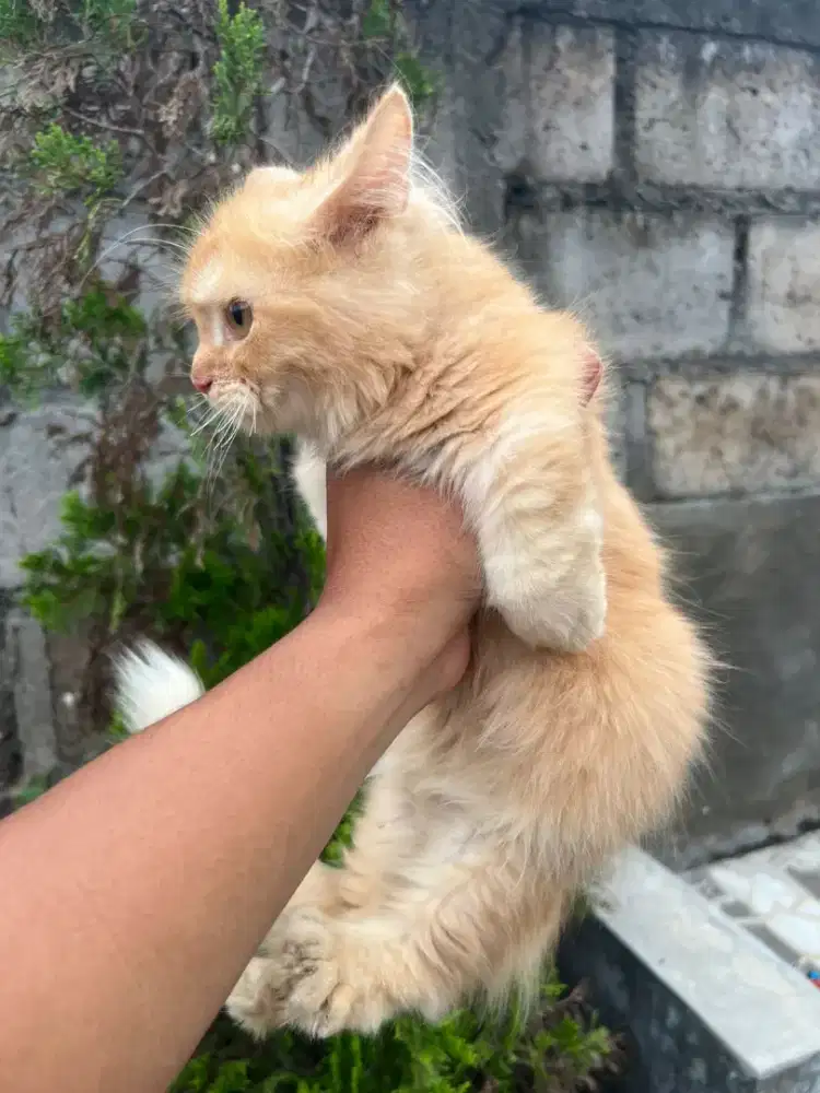 Kitten Muchkin Janta