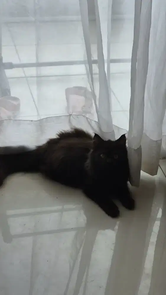 British long hair kitten