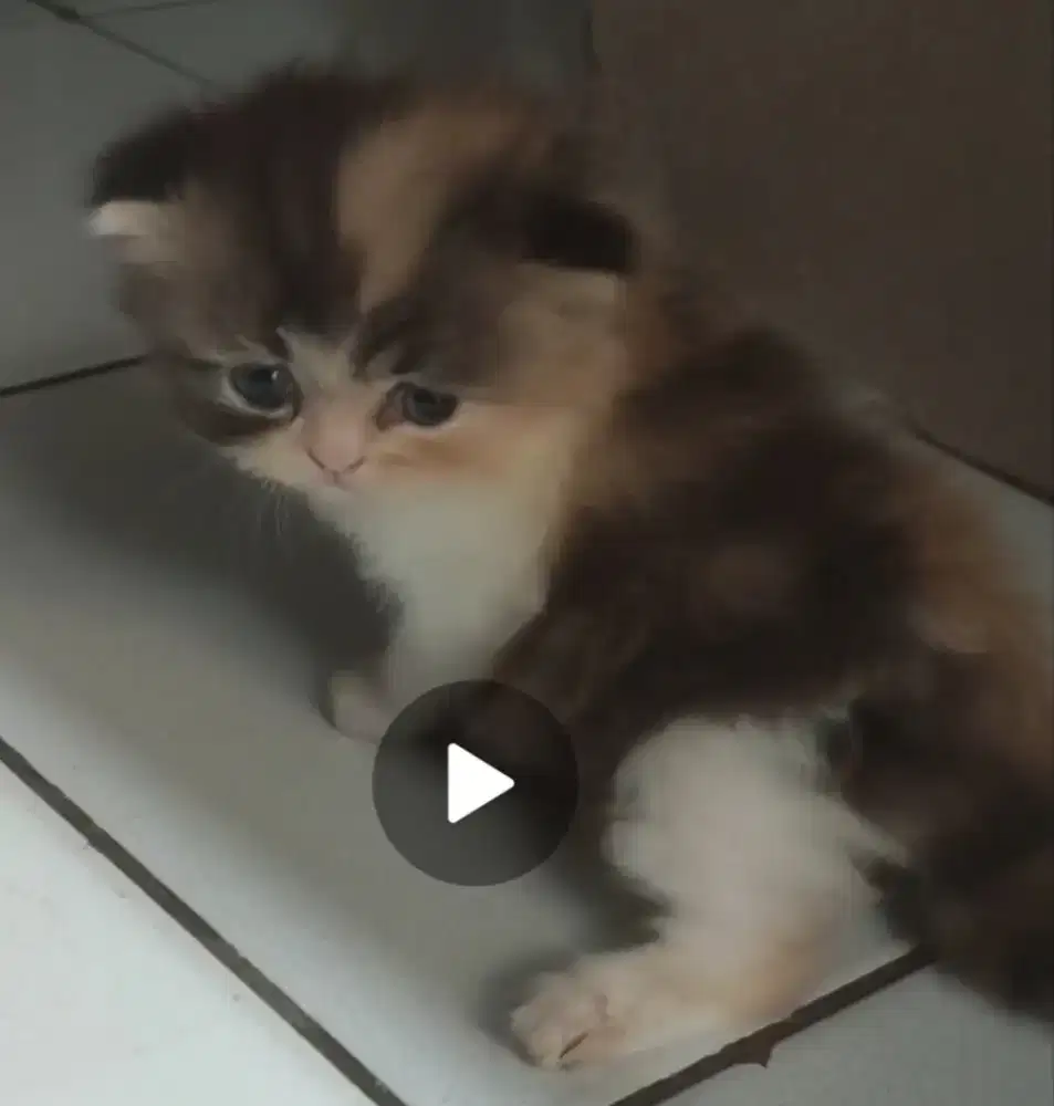 Kitten cantik lucu