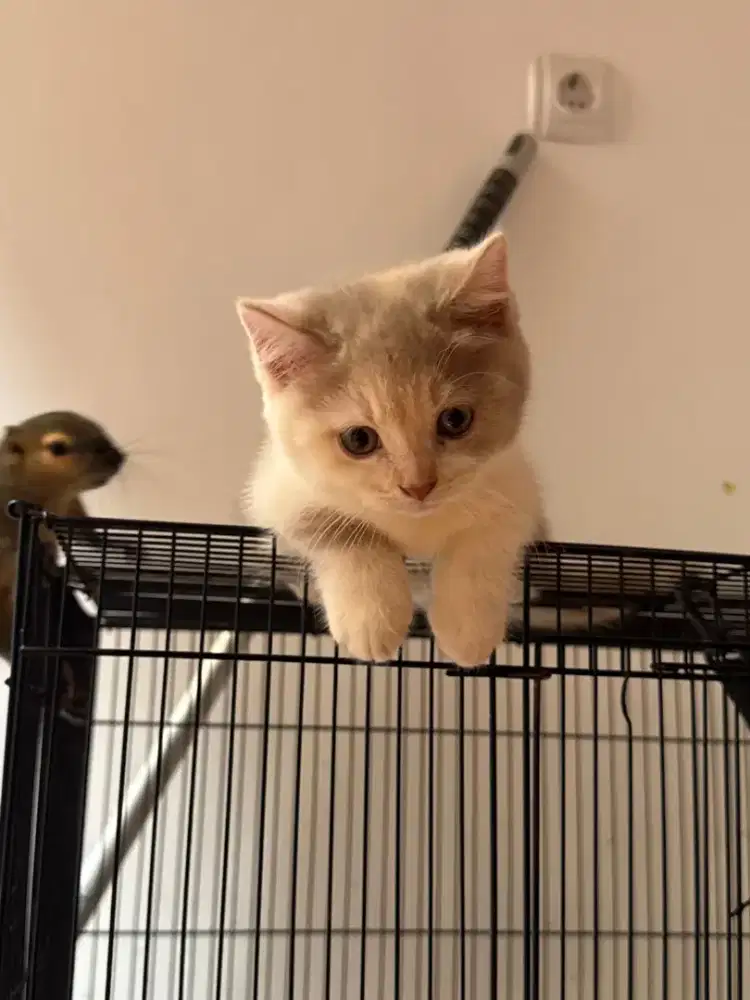 Kucing munchkin british