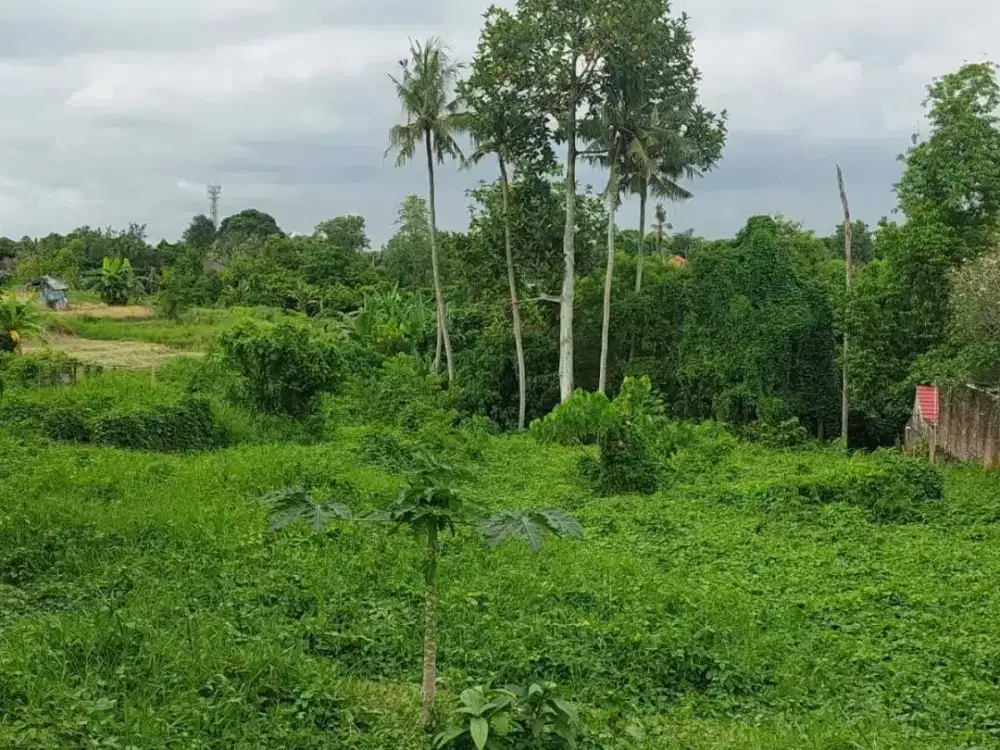 Land for sale in Canggu, Bali